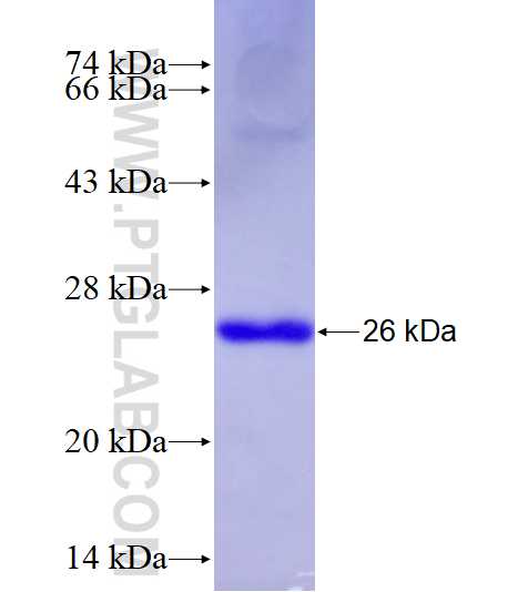 WNT3 fusion protein Ag27957 SDS-PAGE