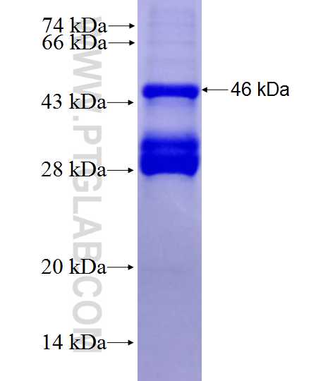 WNT3 fusion protein Ag27965 SDS-PAGE