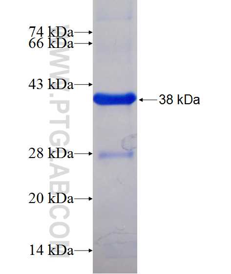 WNT3 fusion protein Ag12399 SDS-PAGE