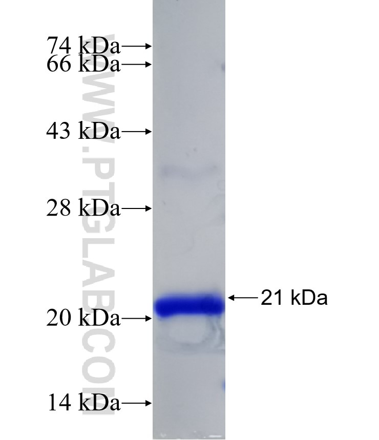 WNT3A fusion protein Ag25051 SDS-PAGE