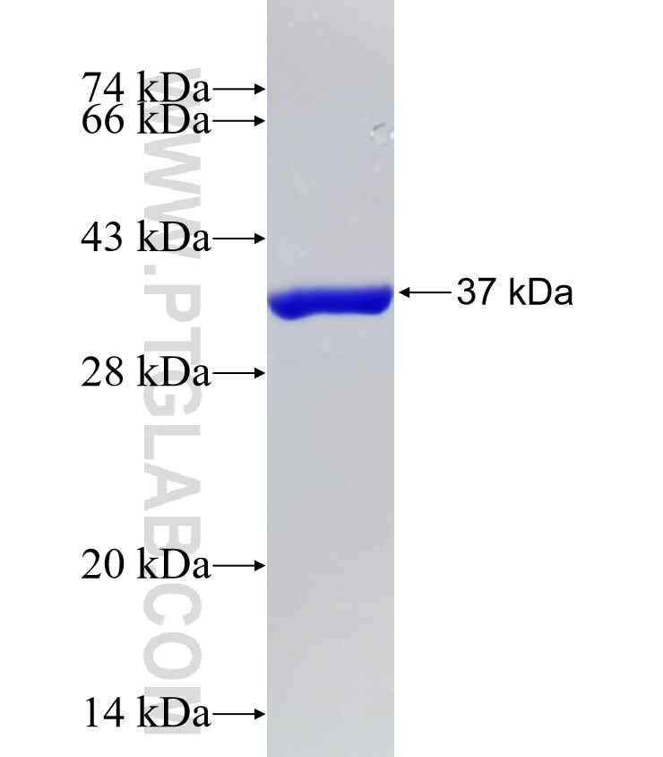 WNT3A fusion protein Ag15834 SDS-PAGE
