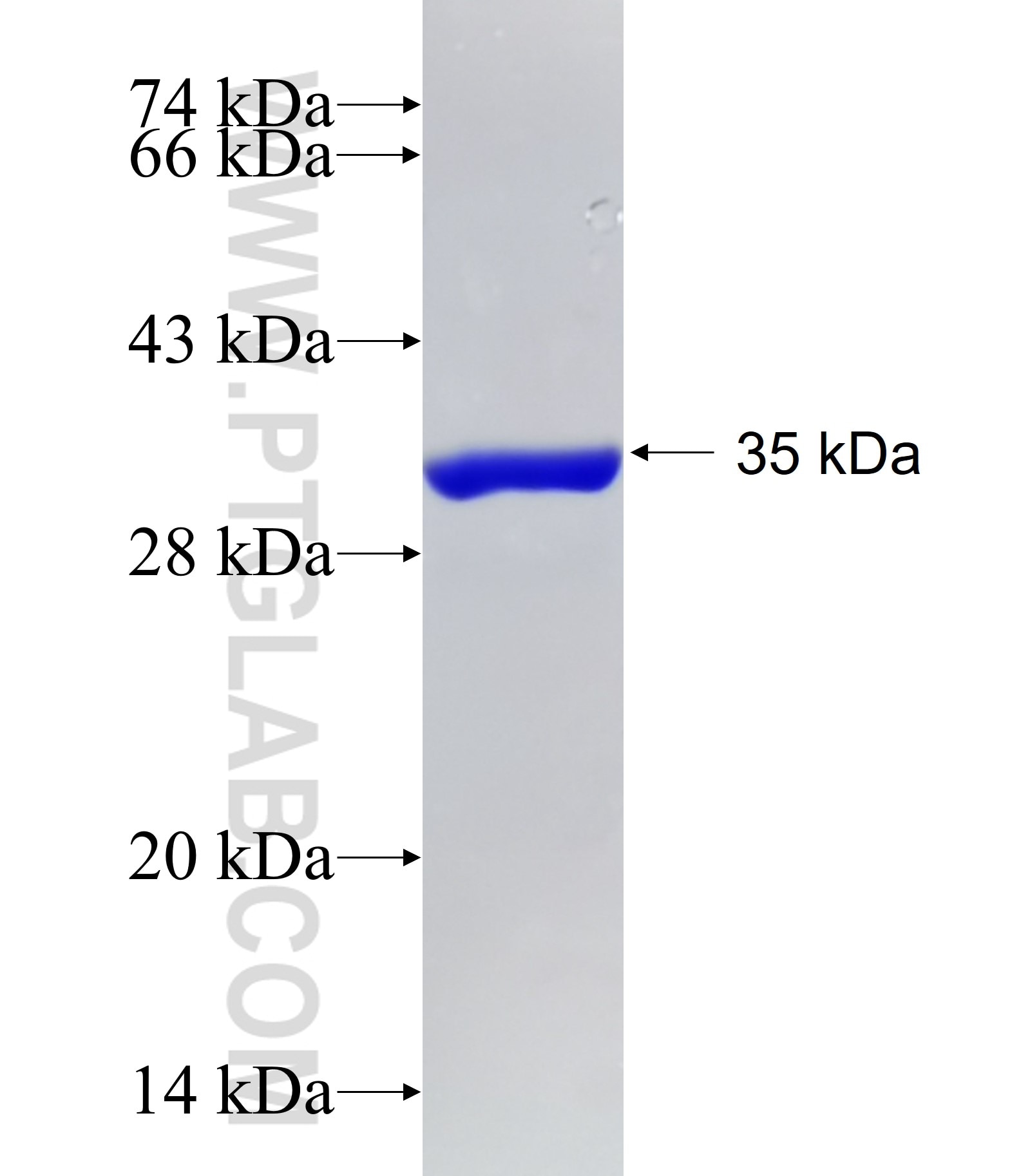 WNT3A fusion protein Ag15834 SDS-PAGE