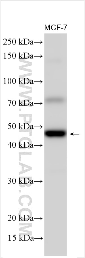 Western Blot (WB) analysis of various lysates using WNT4 Polyclonal antibody (14371-1-AP)