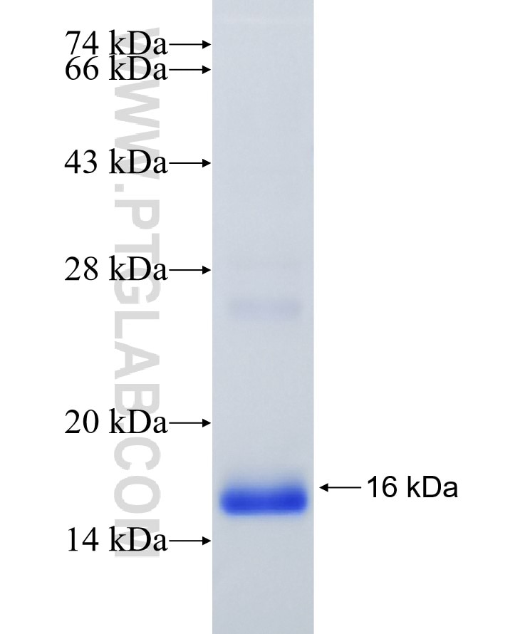 WNT4 fusion protein Ag25042 SDS-PAGE