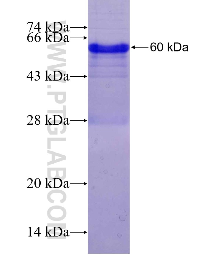 WNT4 fusion protein Ag5741 SDS-PAGE