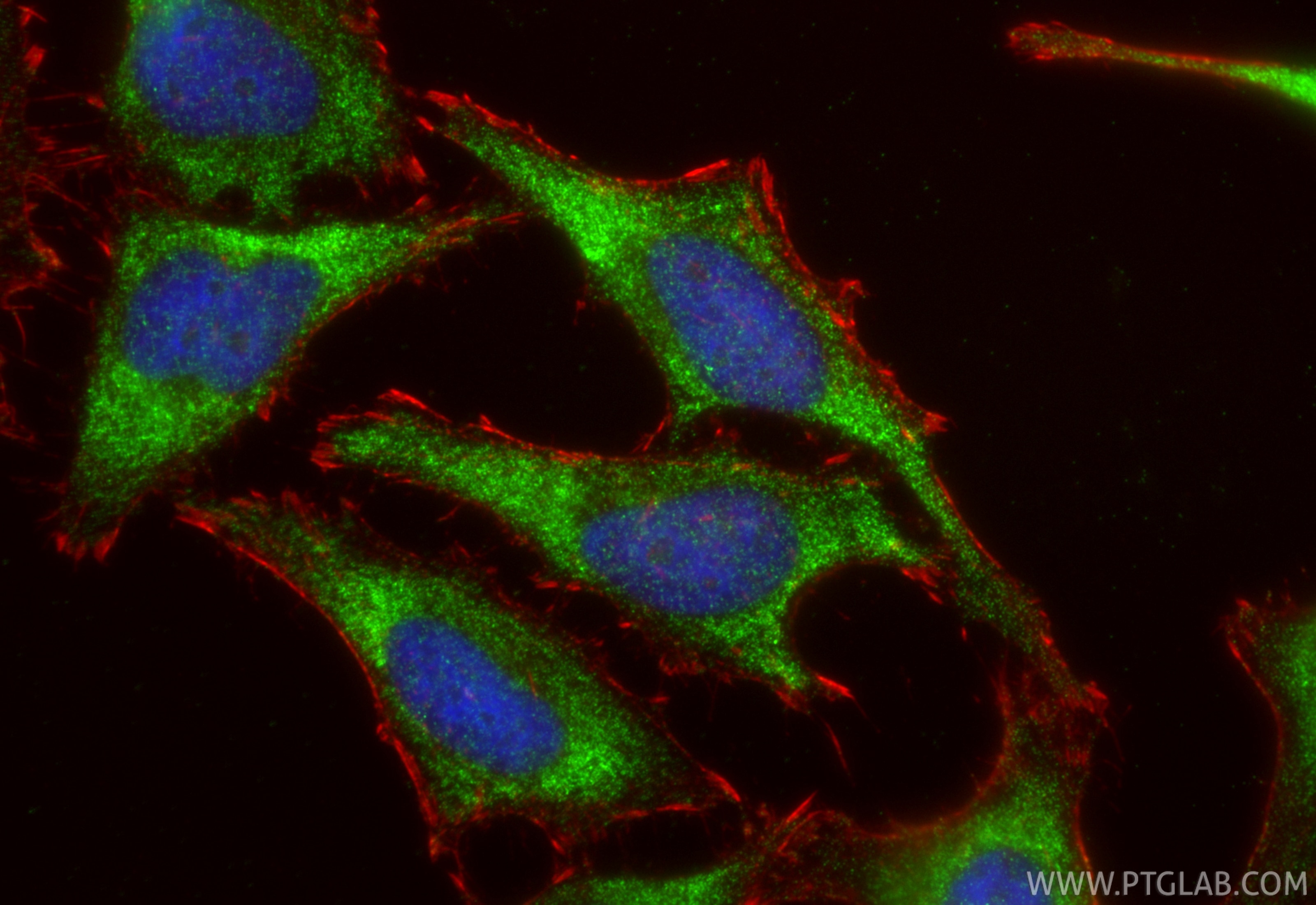 Immunofluorescent analysis of (-20°C Ethanol) fixed HeLa cells using WNT5A/B antibody (29793-1-AP) at dilution of 1:400 and CoraLite®488-Conjugated Goat Anti-Rabbit IgG(H+L) (SA00013-2), CL594-Phalloidin (red). Immunofluorescence (IF) / fluorescent staining of HeLa cells using WNT5A/B Polyclonal antibody (29793-1-AP)