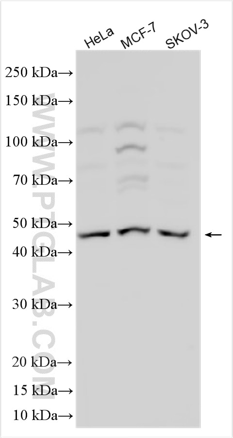 Western Blot (WB) analysis of various lysates using WNT5A Polyclonal antibody (29793-1-AP)