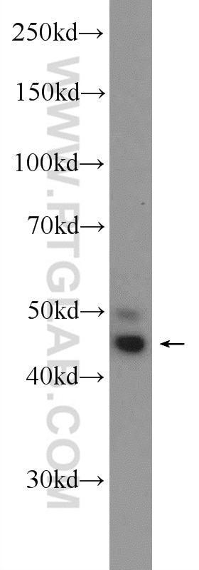 Western Blot (WB) analysis of PC-3 cells using WNT5A/B Polyclonal antibody (55184-1-AP)