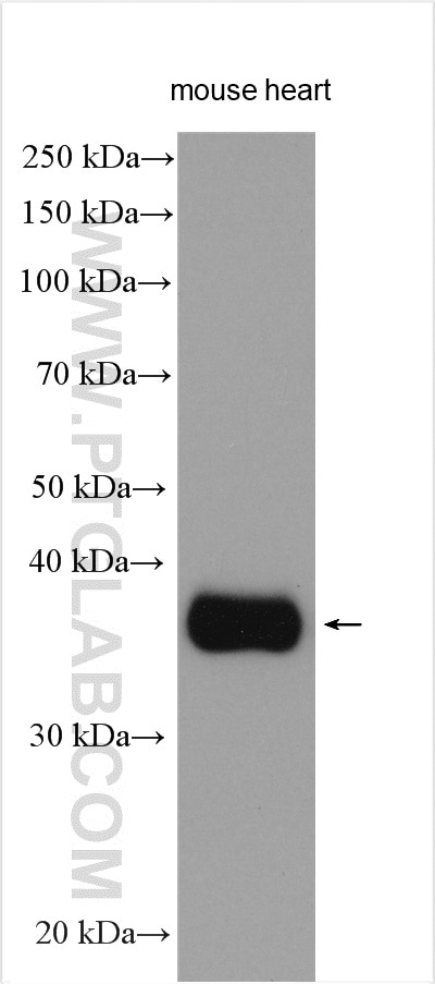 Western Blot (WB) analysis of various lysates using WNT5A/B Polyclonal antibody (55184-1-AP)