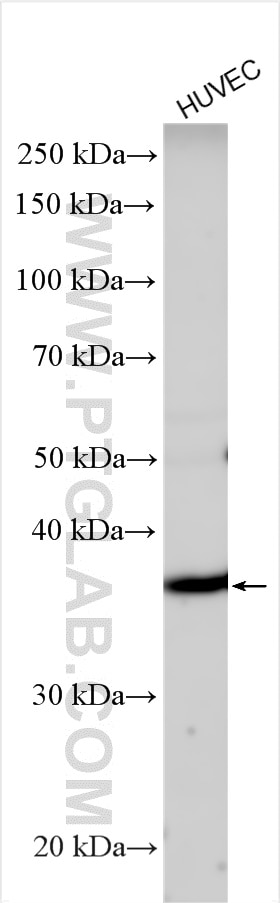 Western Blot (WB) analysis of various lysates using WNT5A/B Polyclonal antibody (55184-1-AP)