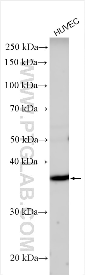 WB analysis using 55184-1-AP