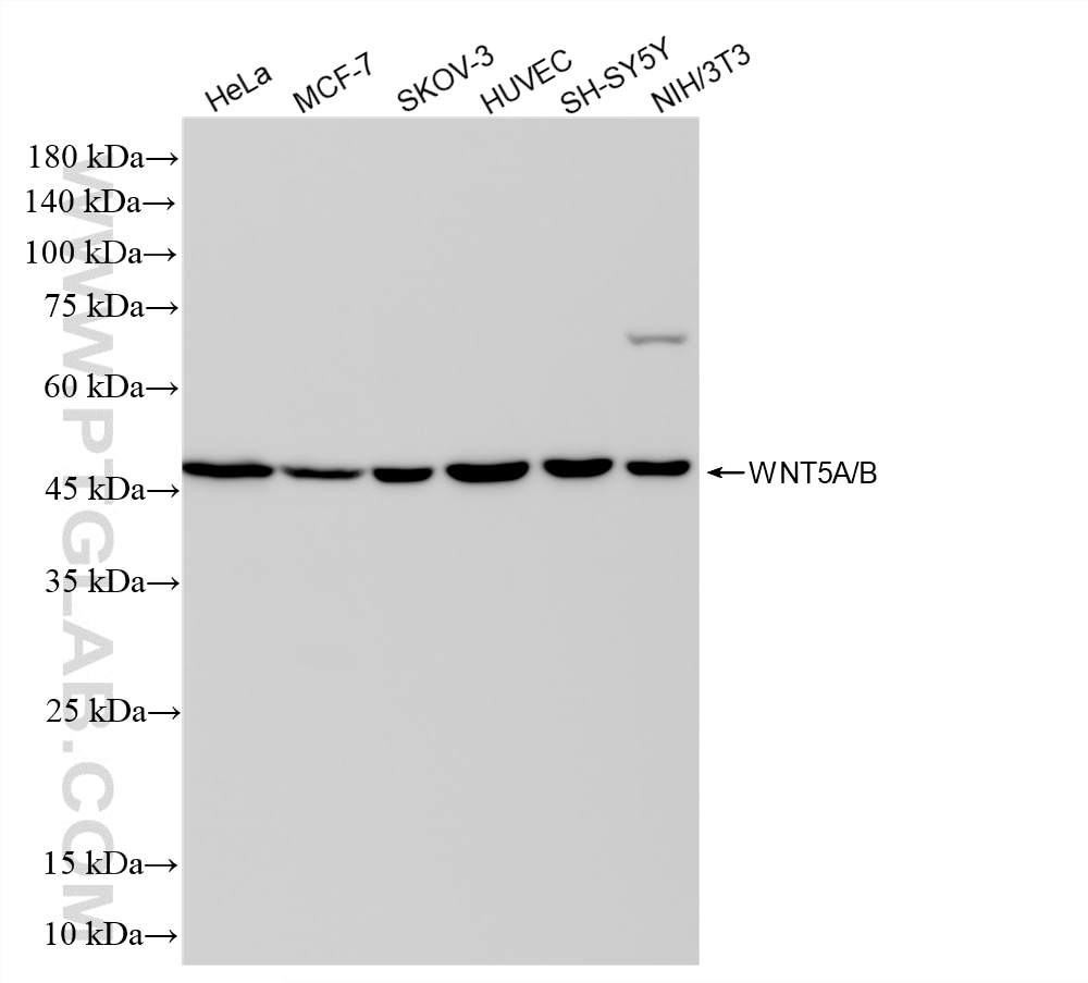 Western Blot (WB) analysis of various lysates using WNT5A/B Recombinant monoclonal antibody (87705-1-RR)
