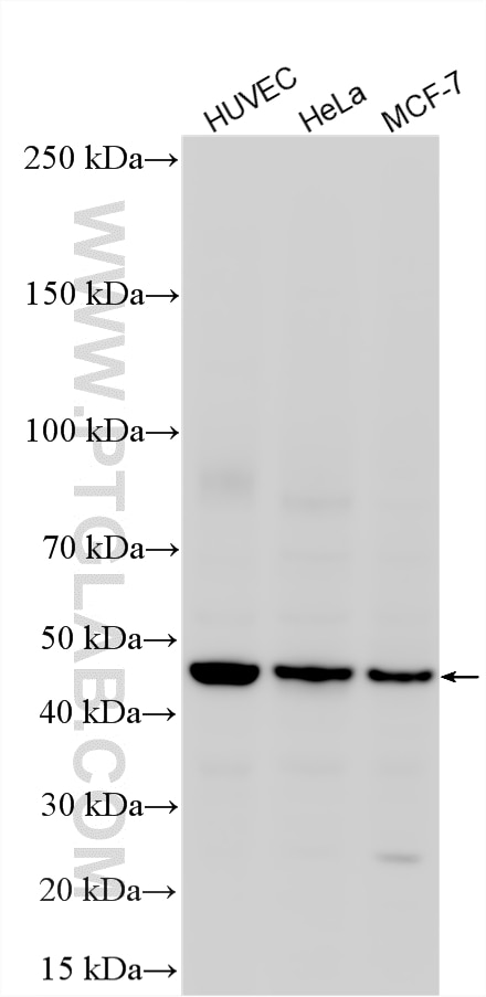 WB analysis using 87705-1-RR (same clone as 87705-1-PBS) Western Blot (WB) analysis of various lysates using WNT5A/B Recombinant monoclonal antibody (87705-1-RR)