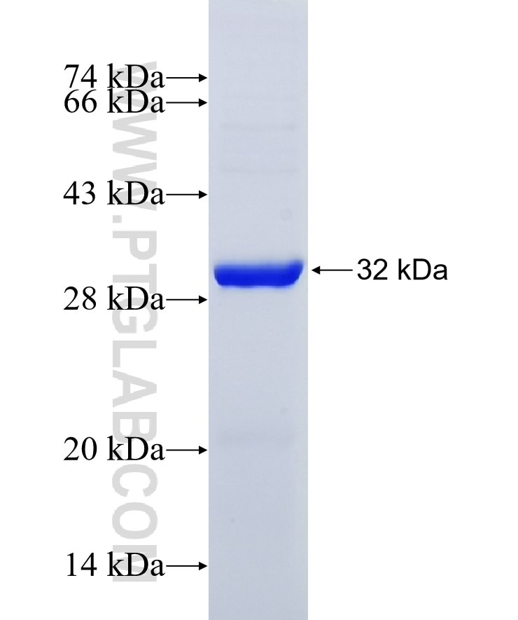 WNT5A fusion protein Ag31507 SDS-PAGE