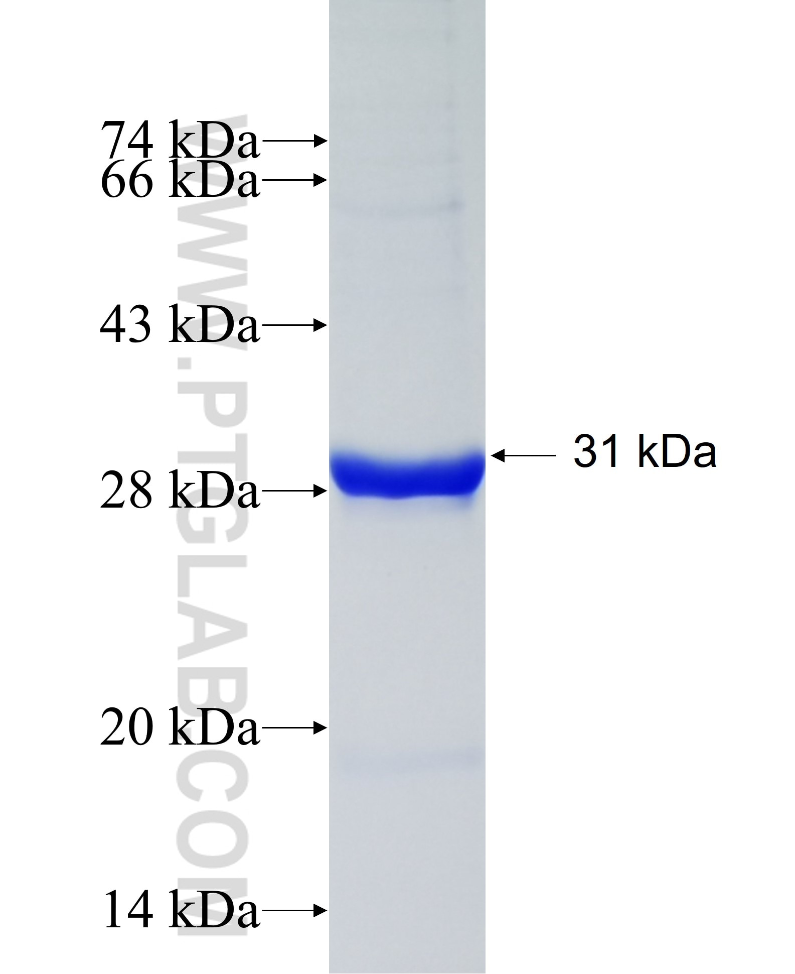 WNT5A fusion protein Ag31507 SDS-PAGE