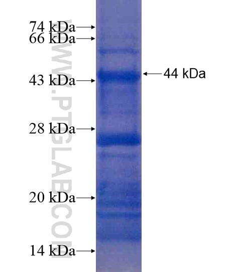 WNT6 fusion protein Ag20889 SDS-PAGE