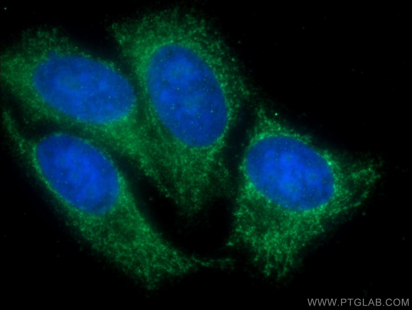 Immunofluorescence (IF) / fluorescent staining of HepG2 cells using WNT7A/B Polyclonal antibody (10605-1-AP)