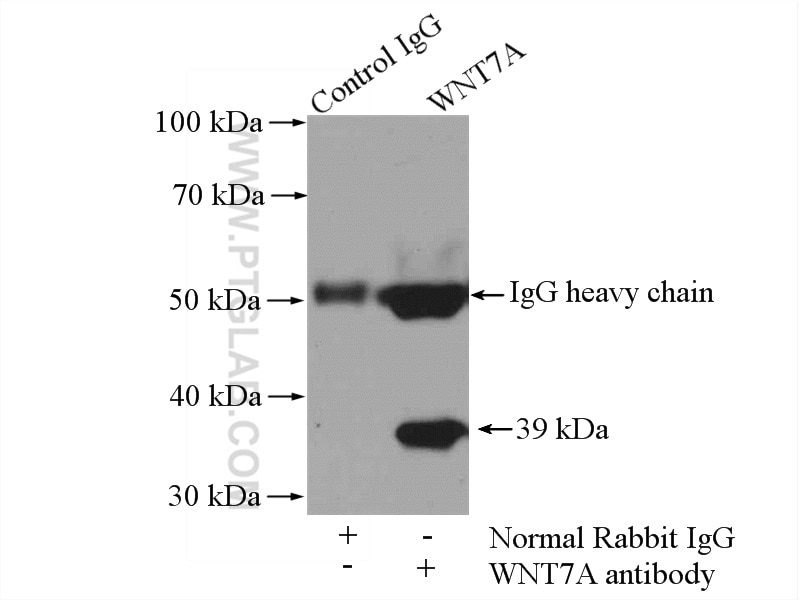 Immunoprecipitation (IP) experiment of mouse kidney tissue using WNT7A/B Polyclonal antibody (10605-1-AP)