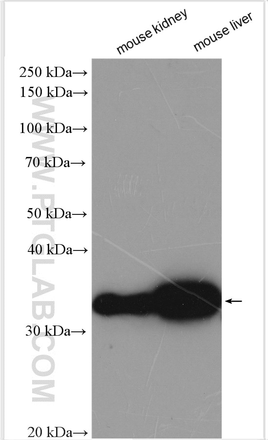 Western Blot (WB) analysis of various lysates using WNT7A/B Polyclonal antibody (10605-1-AP)