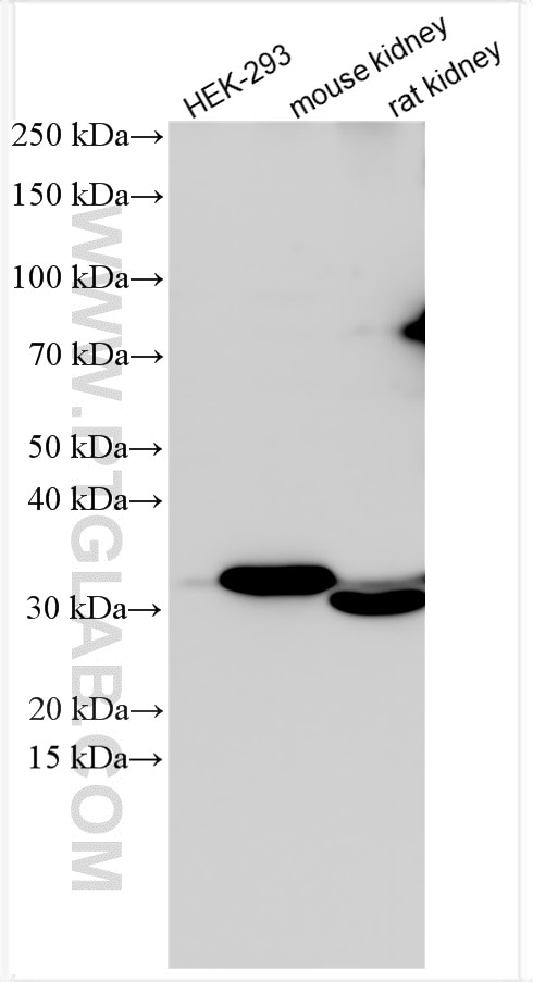 Western Blot (WB) analysis of various lysates using WNT7A Polyclonal antibody (27177-1-AP)
