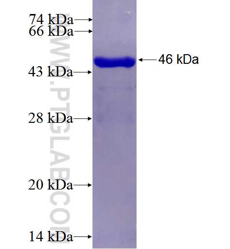 WNT7A fusion protein Ag26060 SDS-PAGE