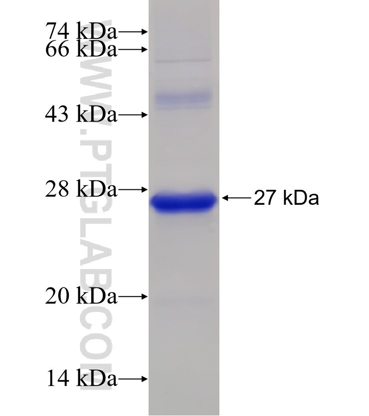 WNT7A fusion protein Ag26085 SDS-PAGE