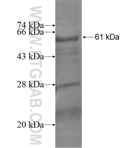 WNT7A fusion protein Ag0874 SDS-PAGE