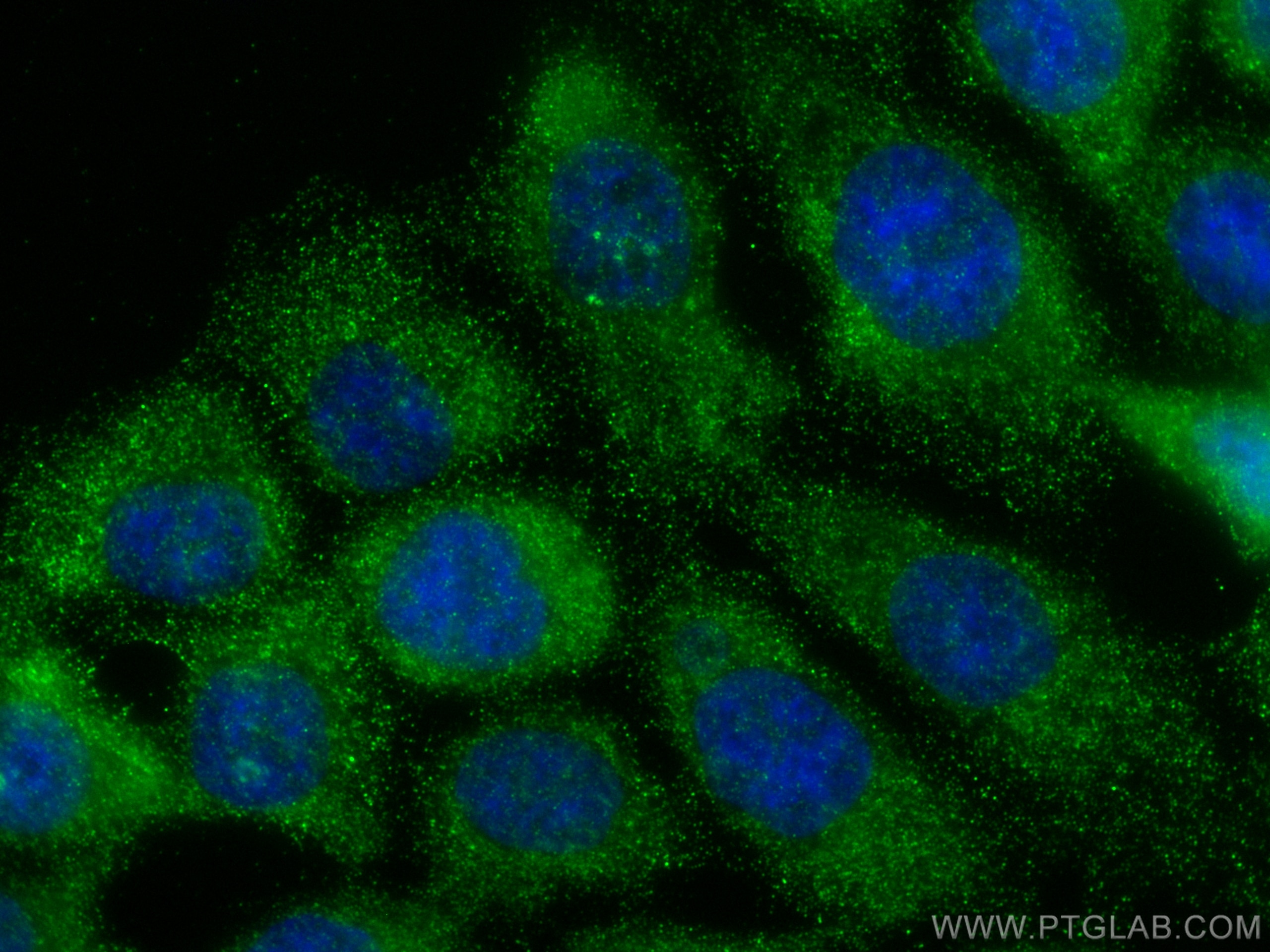 Immunofluorescence (IF) / fluorescent staining of HCT 116 cells using WNT8A Polyclonal antibody (30518-1-AP)