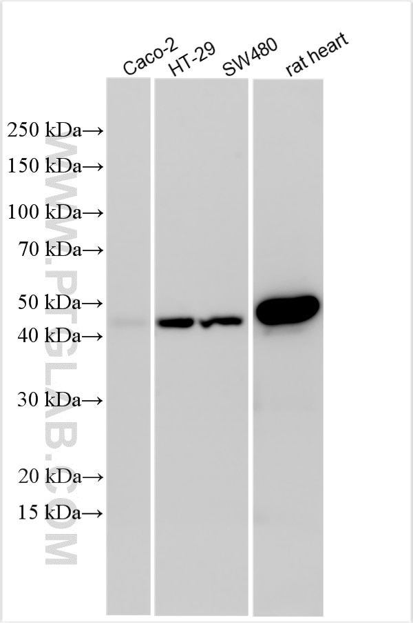 Western Blot (WB) analysis of various lysates using WNT8A Polyclonal antibody (30518-1-AP)