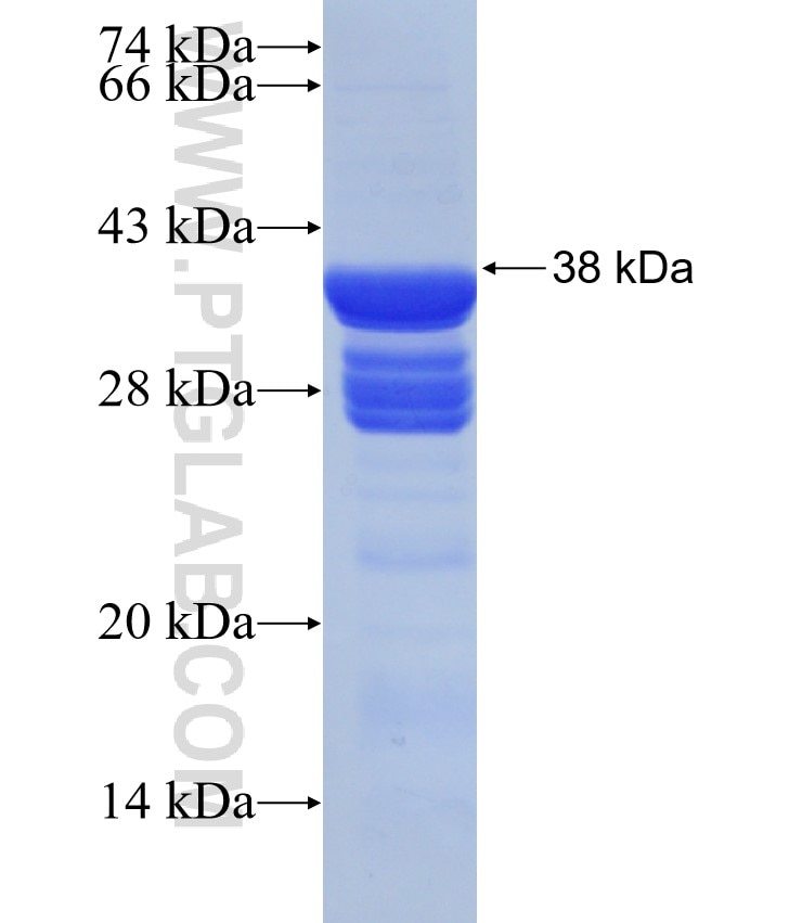 WNT8A fusion protein Ag29510 SDS-PAGE