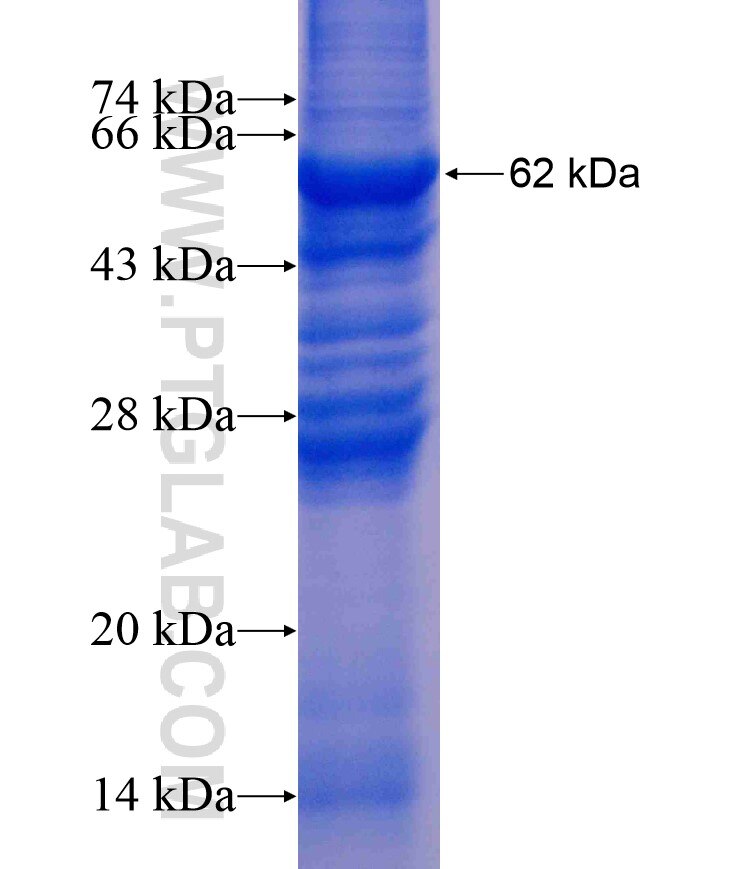 WNT9B fusion protein Ag8913 SDS-PAGE