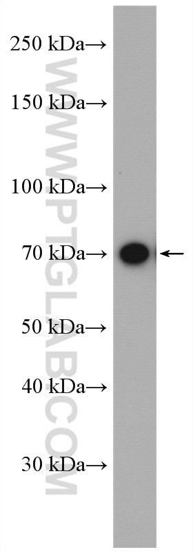 Western Blot (WB) analysis of Raji cells using WRAP53 Polyclonal antibody (14761-1-AP)
