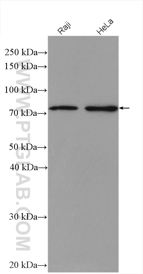 Western Blot (WB) analysis of various lysates using WRAP53 Polyclonal antibody (14761-1-AP)