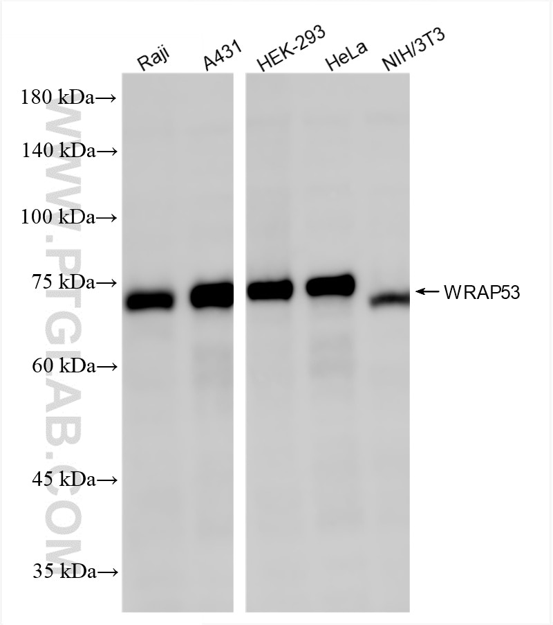 Western Blot (WB) analysis of various lysates using WRAP53 Recombinant antibody (86487-1-RR)