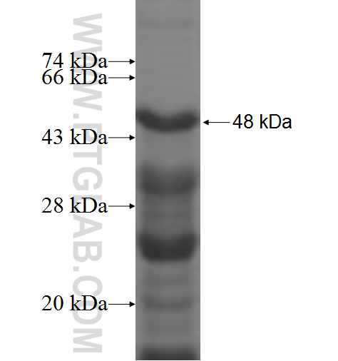 WRAP53 fusion protein Ag6861 SDS-PAGE