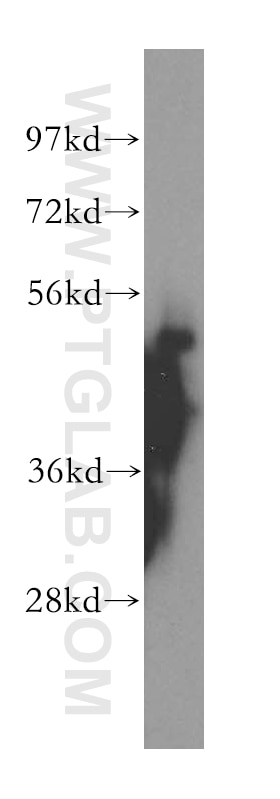 Western Blot (WB) analysis of human kidney tissue using WRNIP1 Polyclonal antibody (16238-1-AP)