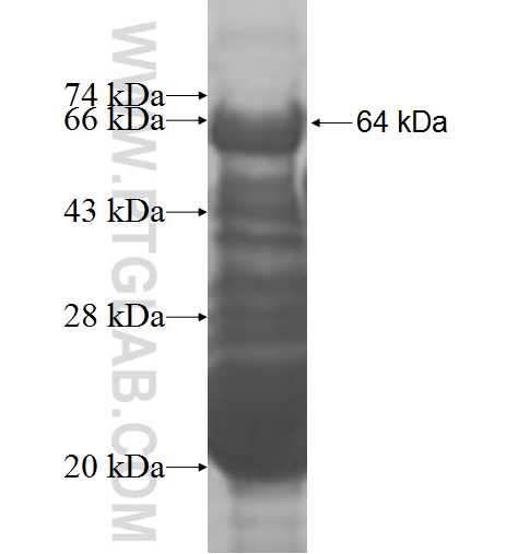 WRNIP1 fusion protein Ag9040 SDS-PAGE