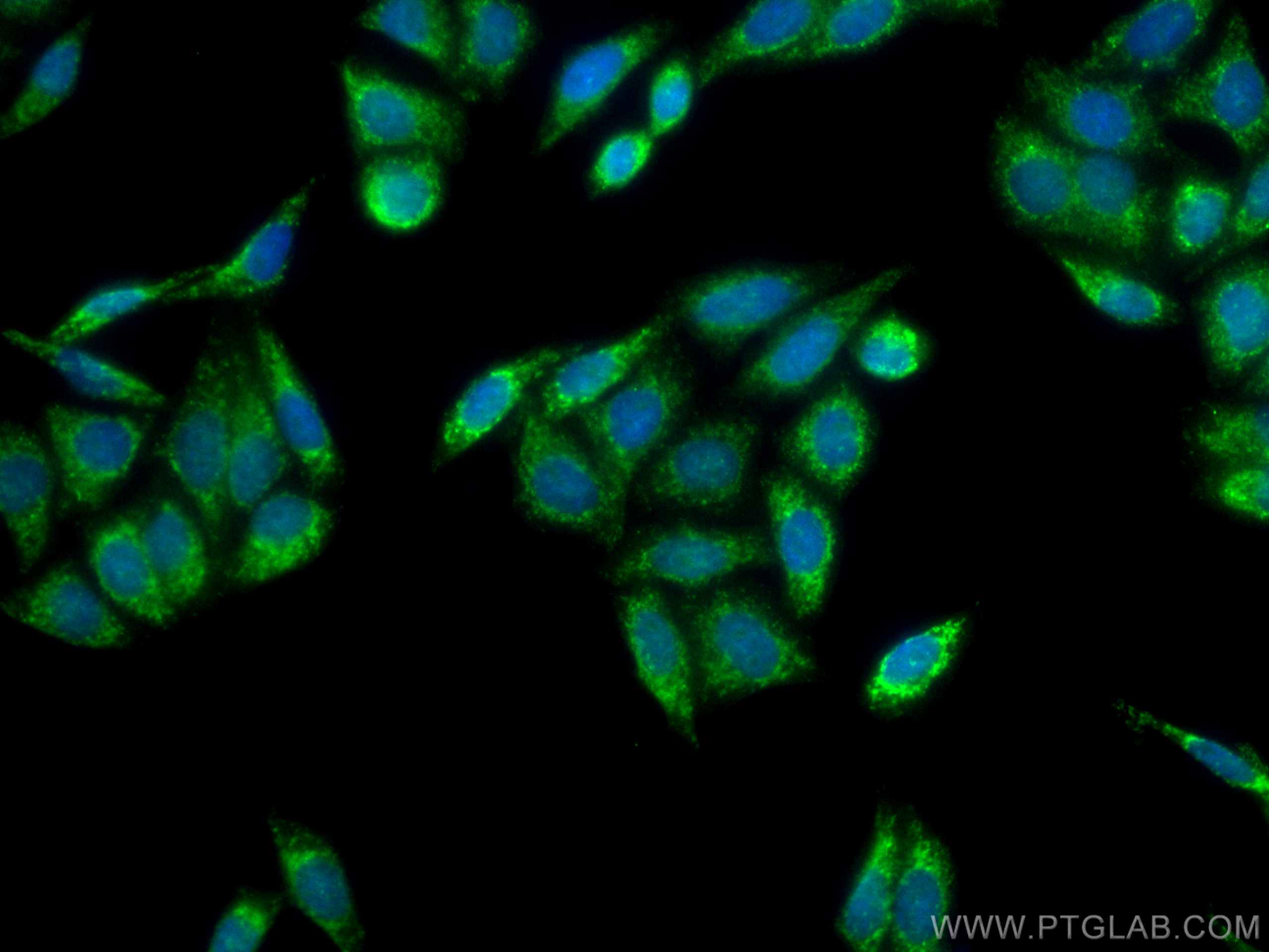 IF Staining of HepG2 using 11666-1-AP