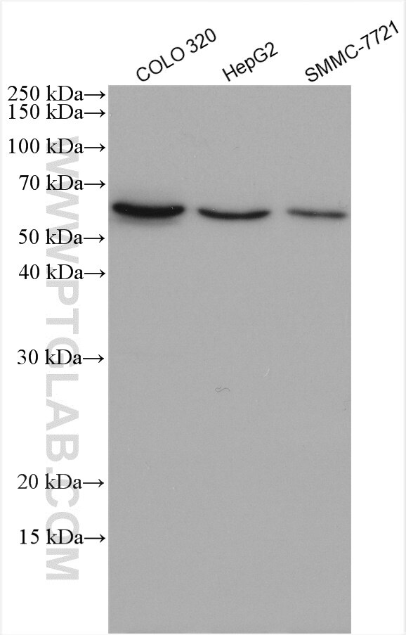 Western Blot (WB) analysis of various lysates using WSB1 Polyclonal antibody (11666-1-AP)