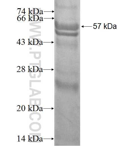 WSB1 fusion protein Ag2211 SDS-PAGE