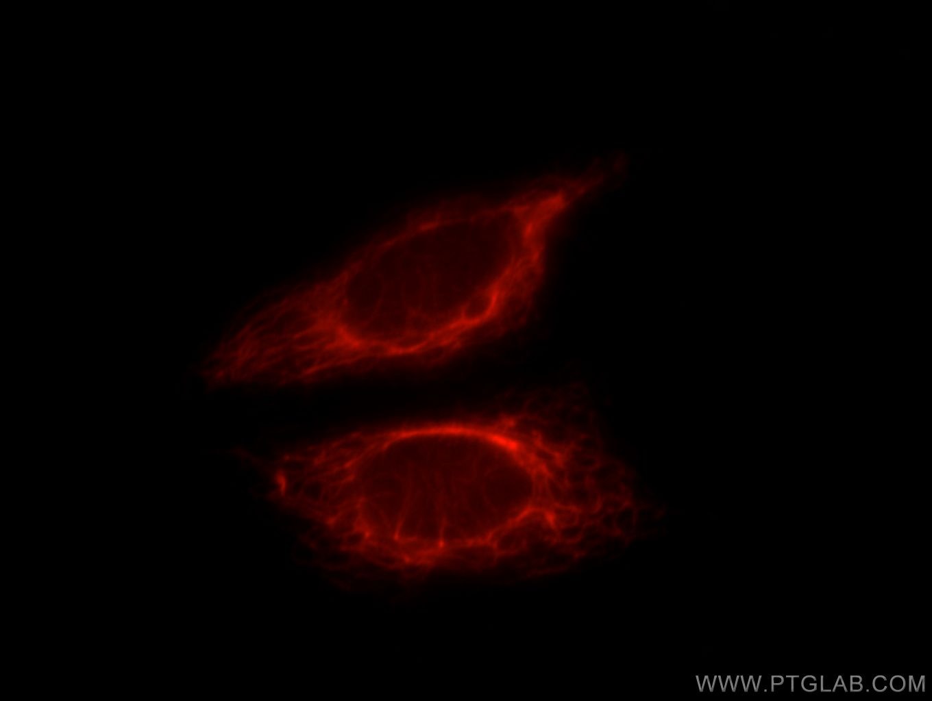 Immunofluorescence (IF) / fluorescent staining of HepG2 cells using WSB2 Polyclonal antibody (12124-2-AP)