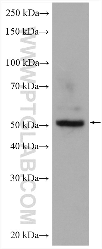 Western Blot (WB) analysis of PC-3 cells using WSB2 Polyclonal antibody (12124-2-AP)