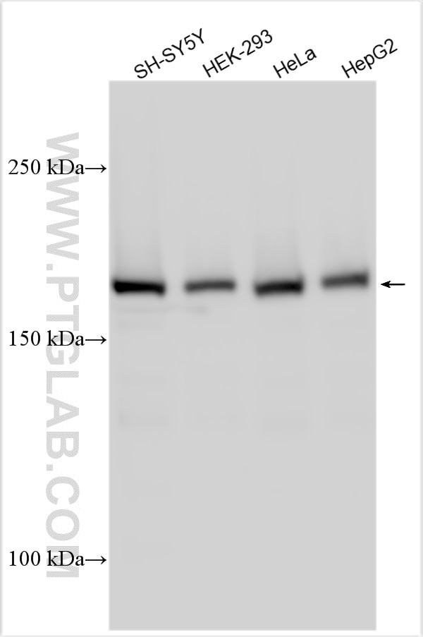 WSTF