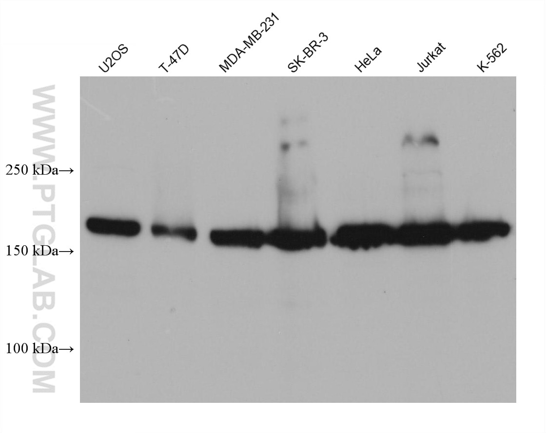 Western Blot (WB) analysis of various lysates using WSTF Monoclonal antibody (68361-1-Ig)