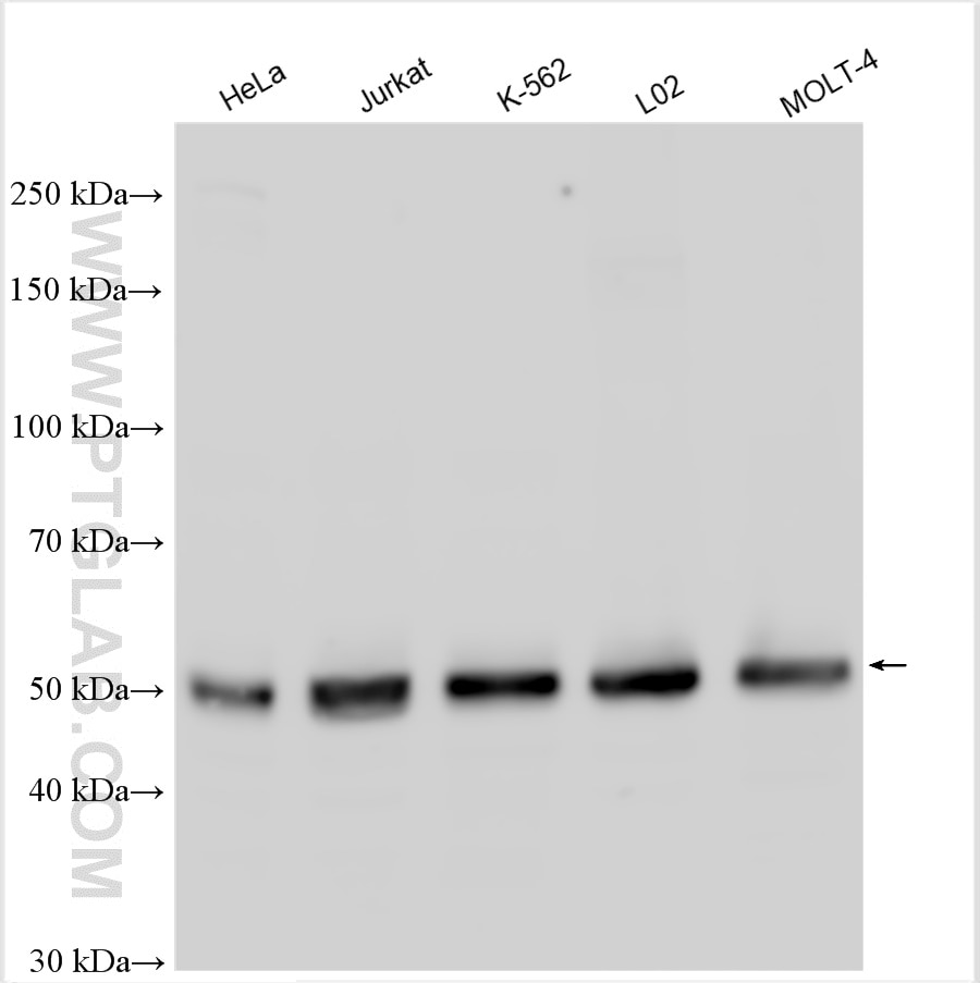 WB analysis of HeLa using 10200-1-AP