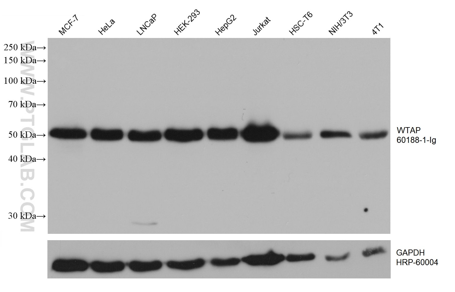 Western Blot (WB) analysis of various lysates using WTAP Monoclonal antibody (60188-1-Ig)