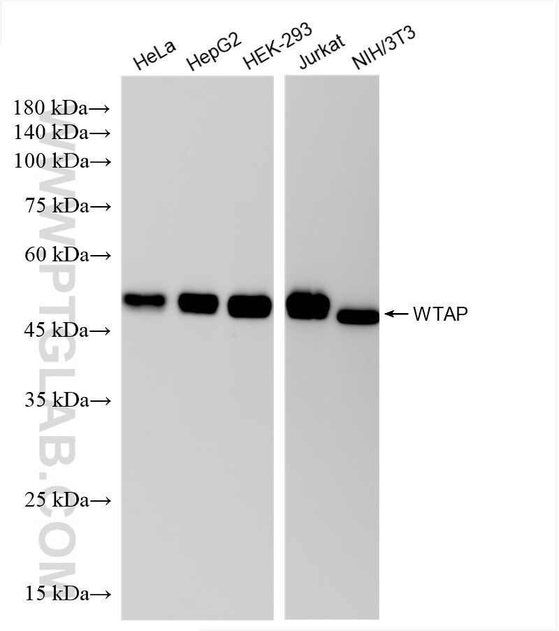 Western Blot (WB) analysis of various lysates using WTAP Recombinant antibody (81987-4-RR)