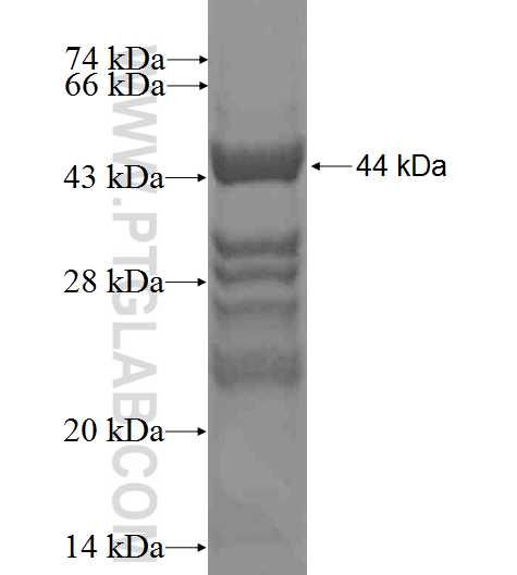 WTAP fusion protein Ag0259 SDS-PAGE