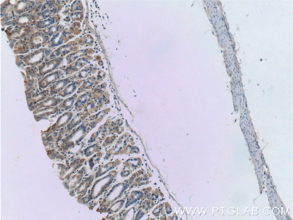 Immunohistochemistry (IHC) staining of mouse stomach tissue using WTX Polyclonal antibody (55432-1-AP)