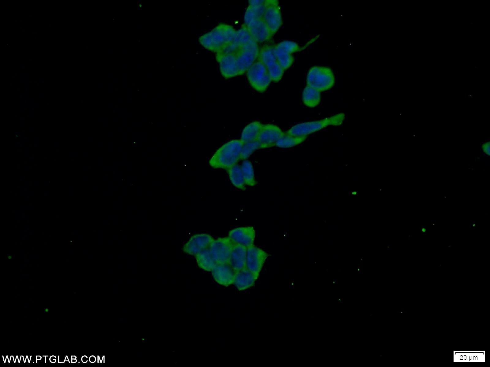 Immunofluorescence (IF) / fluorescent staining of HEK-293 cells using WWC2 Polyclonal antibody (24750-1-AP)